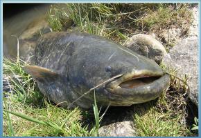 Pêché par un amateur, le spécimen a été remis à l’eau une fois photographié. DR 