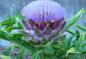 Aujourd'hui, on trouve parfois l'artichaut violet sur nos marchés. artichauts.ch
