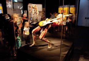 L’exposition révèle les secrets de notre anatomie, de la naissance à la mort. DR