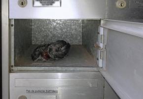 Horrible découverte pour une locataire de Plainpalais. DR 