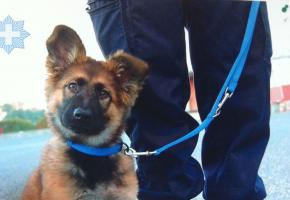 Daïka, la mascotte du Corps des gardes-frontière