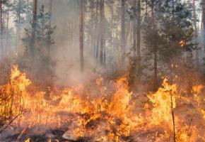 Tous les feux en plein air sont interdits sur l'ensemble du canton depuis le 26 avril. GETTY/GILITUKHA
