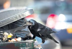 Les rats et les corneilles empoisonnent le quotidien des Genevois. Le Service cantonal de la faune estime que les poubelles se transforment en garde-manger. La Voirie les blinde.