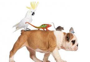 Des deux côtés de la frontière, des campagnes incitent les travailleurs à partager leur véhicule. Genève envisage de créer des aires de covoiturage dans le bassin lémanique. istock/globalp 