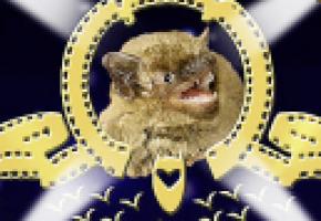 Nuit des chauves-souris