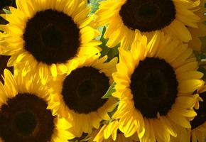 «Opération Tournesol»  en Ville de Genève