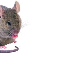 Les souris importunent les fonctionanires de l'OCP.