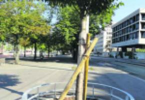 Huit arbres abattus à Plainpalais