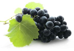 «Fête des vendanges»