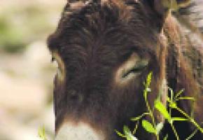 «Festival des ânes»