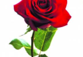 BOTANIQUE - «66e concours international de roses nouvelles»