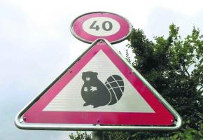 Depuis octobre 2012, les castors côtoient les automobilistes à leurs risques et périls. 