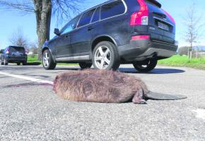 Un gros mâle de 17 kils a trouvé la mort à proximité de son étang. 