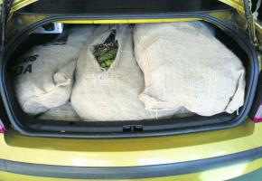 Les gardes-frontière ont saisi cet été 189 kilos de khat dans une voiture. 