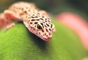 De passionnants animaux exotiques. 