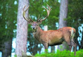 «A la découverte du brame du cerf»