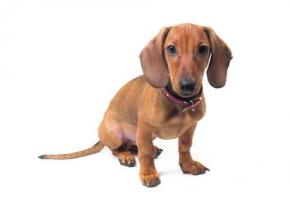 «Les amis du teckel se rencontrent»