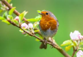 123RF/RUDMER ZWERVER 