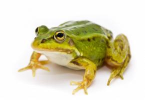 123RFALIAKSEI HINTAU 