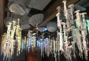 Les méduses ne manquent pas à l’appel. ROSANNA BALEDDA