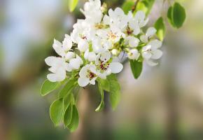 123RF/STANISLAU VYRVICH