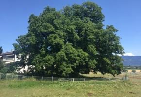 Les communes comptent aussi des arbres remarquables. Ici le noyer de Meinier, avec sa couronne de 113 mètres de diamètre. AMM