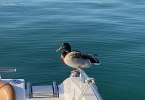 Un colvert installé sur une embarcation durant une pause. DR