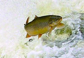 Pêcheurs et visiteurs réunis samedi 28 août  pour la Journée suisse des poissons. DR