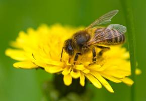 On se pique de sympathie pour l’abeille, reine de la pollinisation des plantes. NICOLAS DUPRAZ