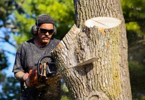 Après une légère baisse en 2020 due à la pandémie, les abattages sont repartis à la hausse. 123RF