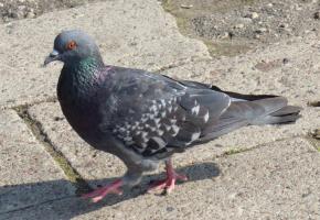 Deux pigeons ont été égorgés à Plainpalais… DR 