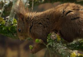 Dans ce chêne bicentenaire gravite une faune exceptionnelle. 