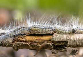 A l’approche des beaux jours, l’insecte aux poils urticants très allergènes réapparaît dans les jardins. 123RF