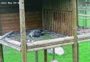 Le premier  bébé pygargue  à queue blanche  du programme  de réintroduction  est né le 2 avril. DR