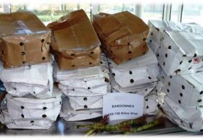 Le khat est une plante originaire de la Corne de l’Afrique et du Yémen. DR 