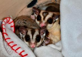 Les deux nouveaux petits pensionnaires du Bioparc reprennent du poil de la bête. GUY REYFER