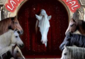 Le cheval fait son cirque. DR 