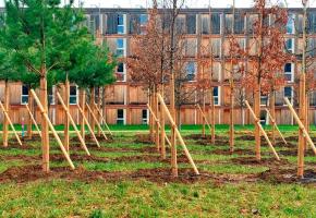 Une fois acclimatés, les jeunes plants pourront être replantés aux abords du futur tram. DR