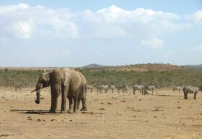 Eléphants et zèbres cohabitent dans la Ol Pejeta Conservancy. 