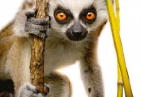 Trouvez un prénom commençant par F pour cet adorable bébé lémurien. 