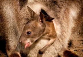 Le jeune wallaby, dont on ne connaît pas le sexe, a été baptisé Funky. ANDREW MYERS-WILD SPECIAL
