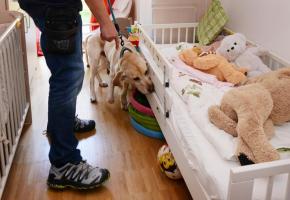 Des chiens formés aux Etas-Unis détectent les punaises de lit. PASCAL BITZ 