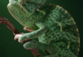 Un caméléon de l’exposition des reptiles vivants des quatre coins du monde. DR 