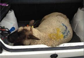 Le pauvre animal était transporté dans des conditions choquantes. DR 