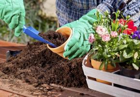 Le printemps est la saison du rempotage. ISTOCK/GKRPHOTO 