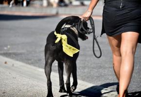 Le foulard jaune, une  fausse bonne idée? PASCAL BITZ 