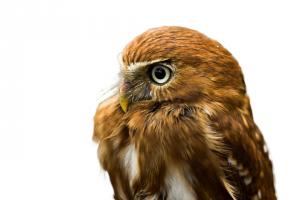 Une journée pour partir à la découverte des animaux. DR 