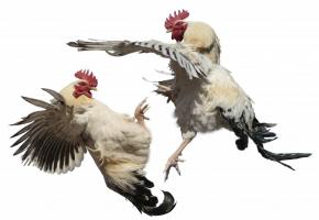 Le balcon du Grand Conseil a pris  un air de poulailler, vendredi dernier. ISTOCK 