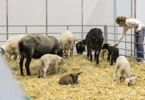 Sur 1420 m2, le stand de l’Opage invite la campagne genevoise au cœur de Palexpo. ALEX PITTET 