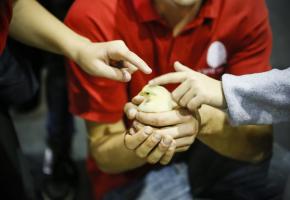 A la découverte des animaux de la ferme. PIERRE ALBOUY 